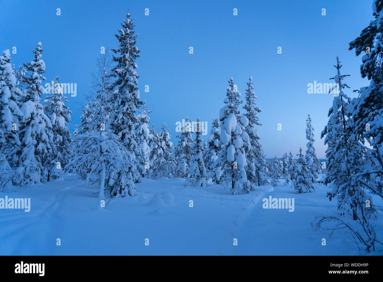 Los pinos cubiertos de nieve de Hedmark, Noruega Foto de stock