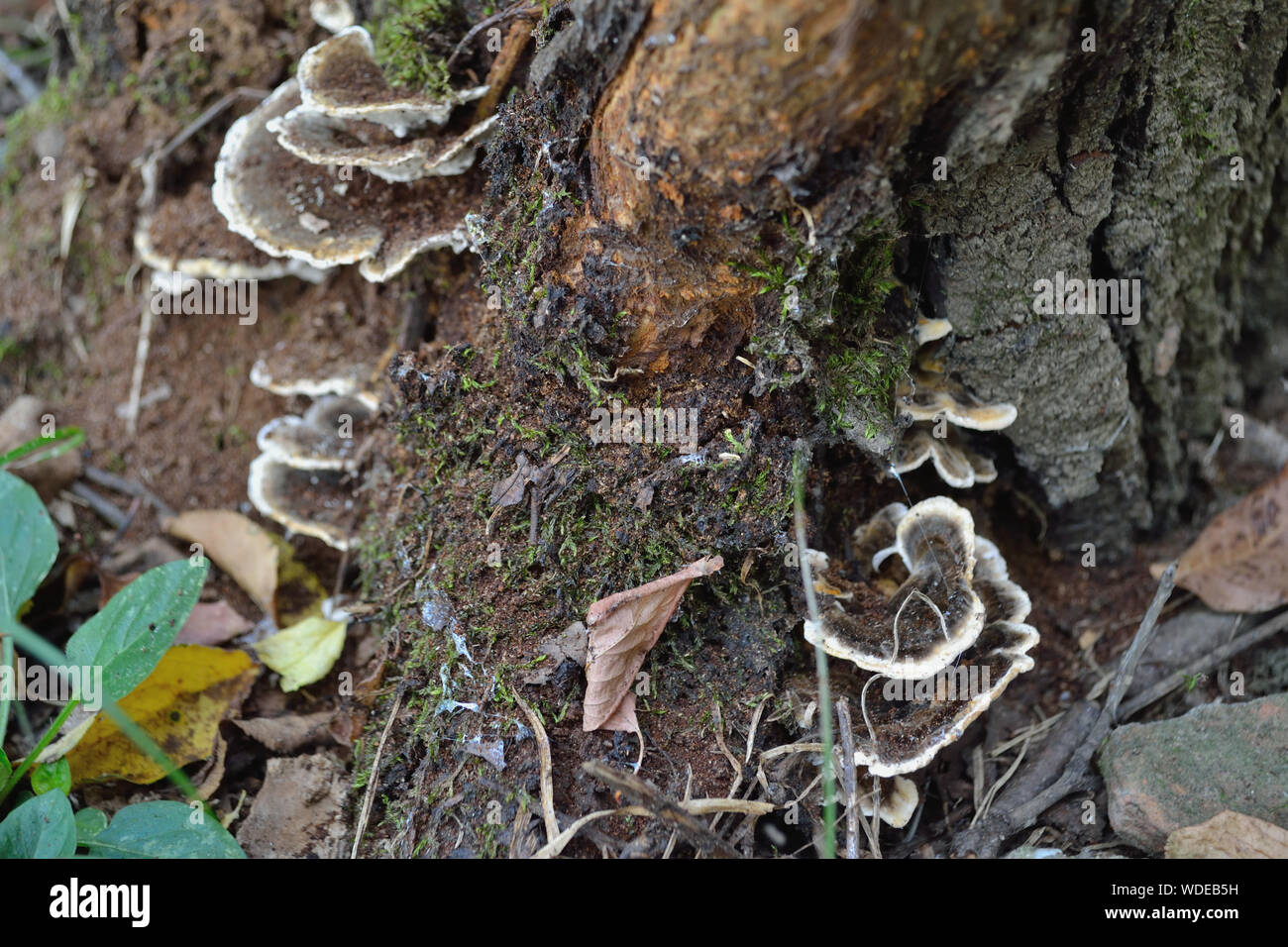 Turquía cola sobre la corteza de los árboles, Trametes versicolor. Foto de stock