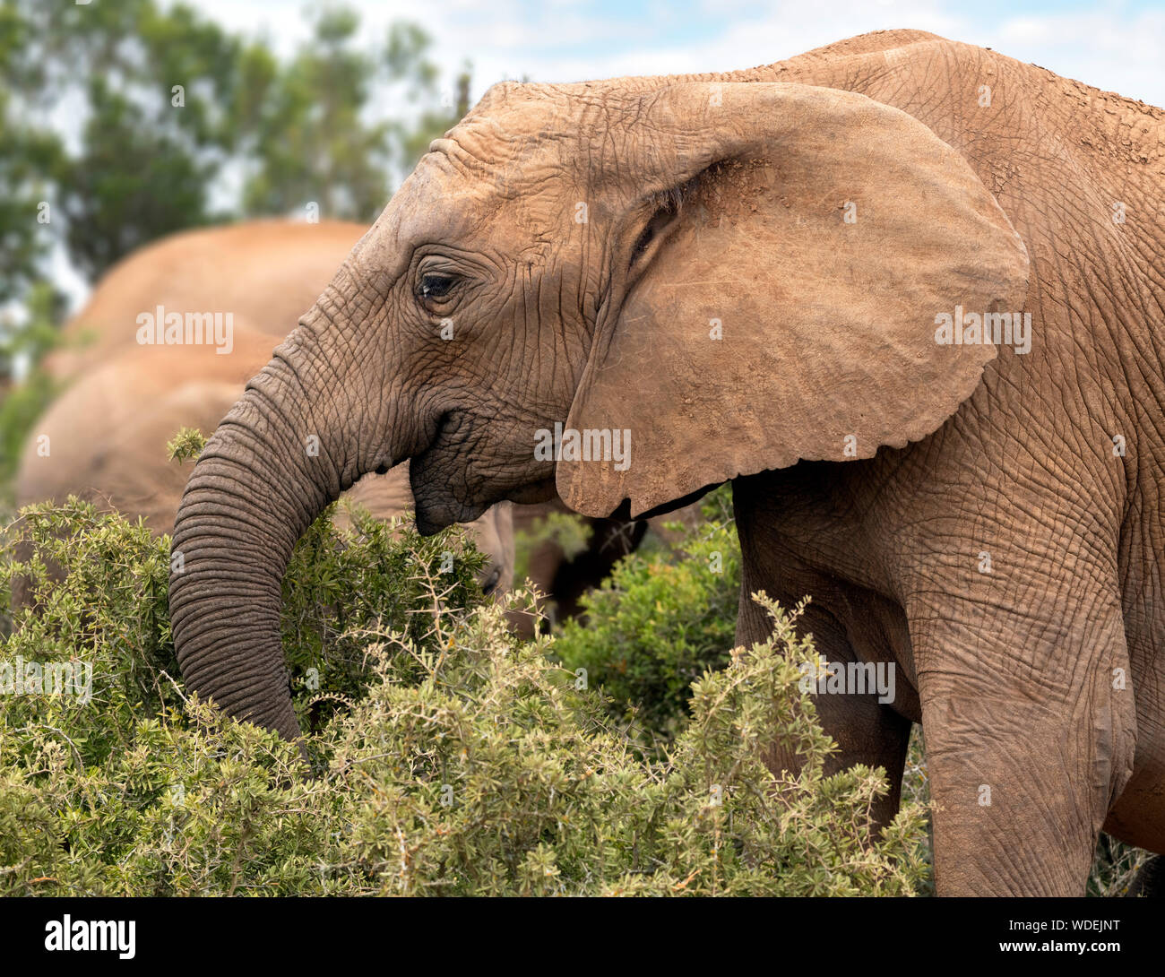 Elefante africano (Loxodonta africana) el pastoreo en el Parque Nacional de Elefantes Addo, Port Elizabeth, Eastern Cape, Sudáfrica Foto de stock