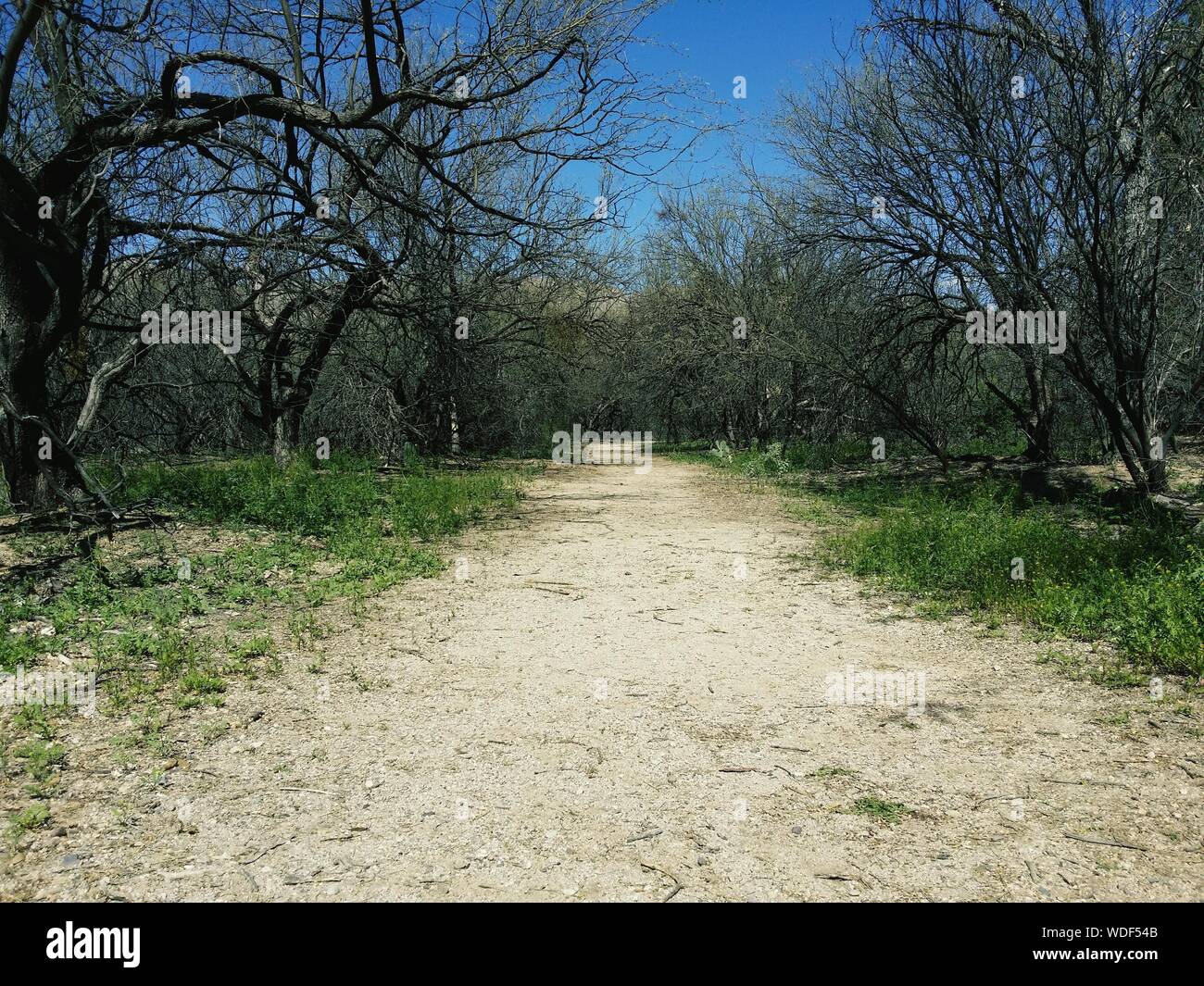 La superficie del camino a lo largo de los árboles en el bosque Foto de stock