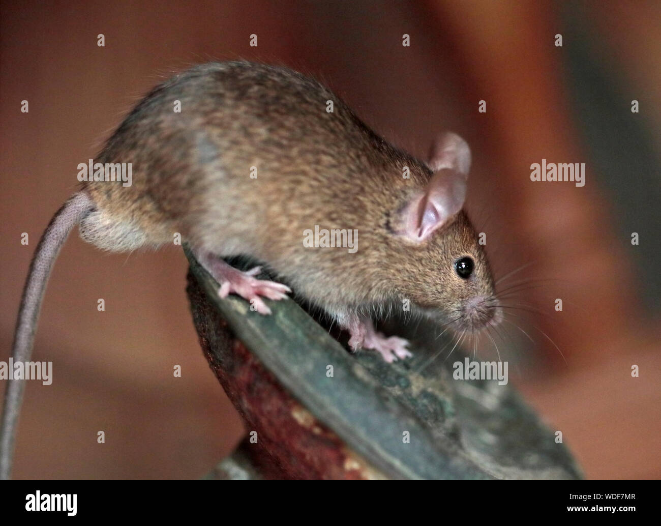 Casa del ratón (Mus musculus) macho Foto de stock
