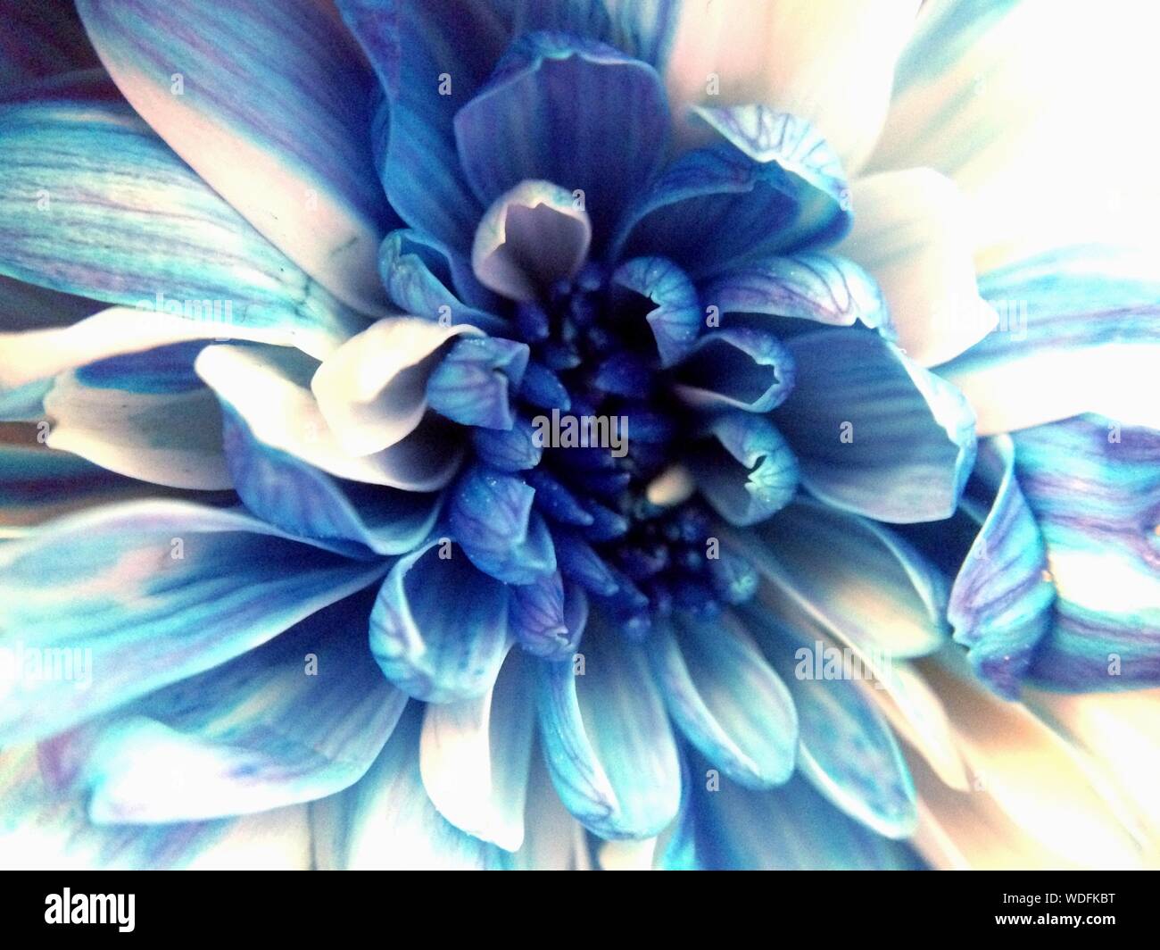 Flor de dalia azul fotografías e imágenes de alta resolución - Alamy