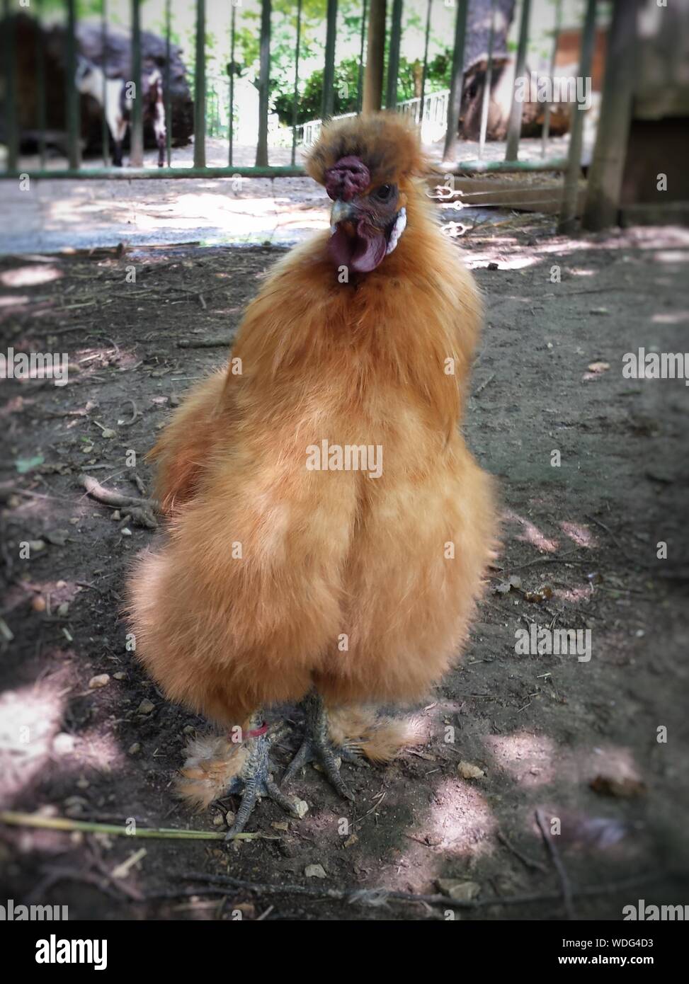 Retrato de pollo marrón en el campo Foto de stock