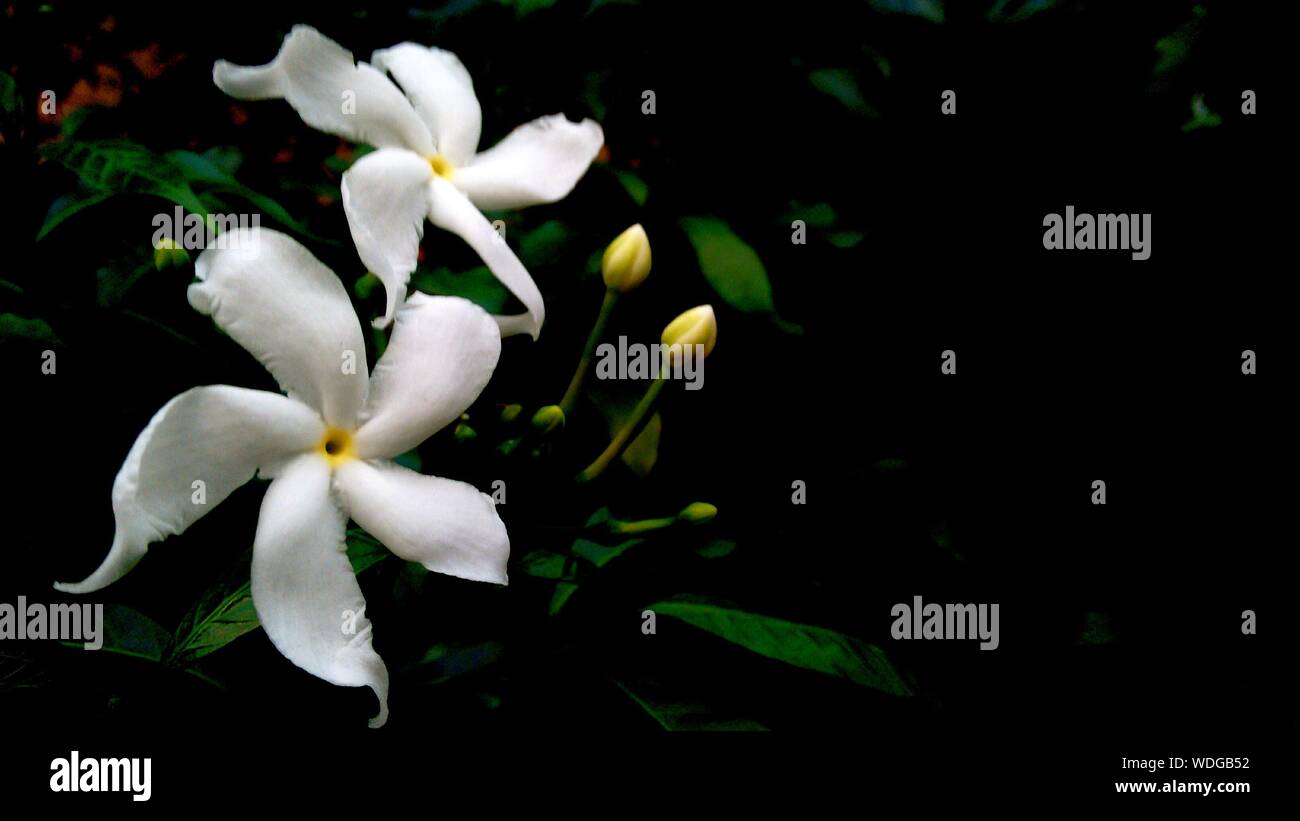 Jazmín de noche fotografías e imágenes de alta resolución - Alamy