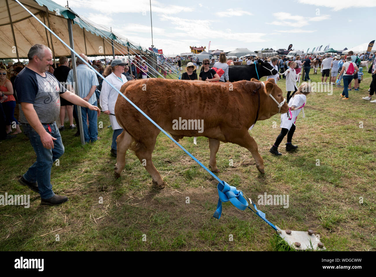 Wensleydale Show agrícola, Leyburn, North Yorkshire, agosto de 2019. El ganado vacuno que va al anillo de competencia para juzgar. Foto de stock