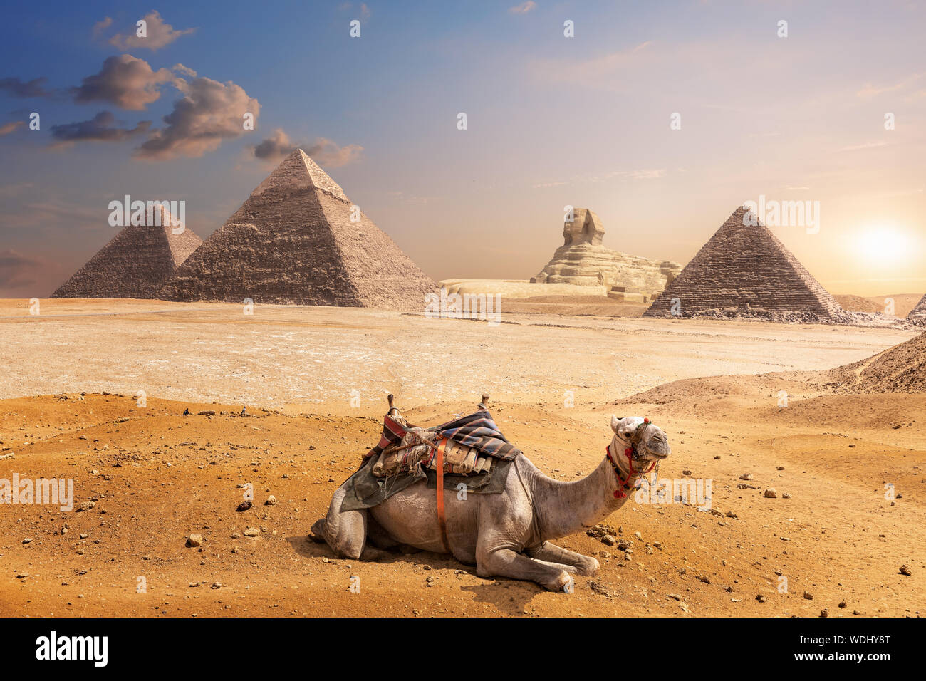 Un camello de Giza delante de la Esfinge y las pirámides de Egipto Foto de stock