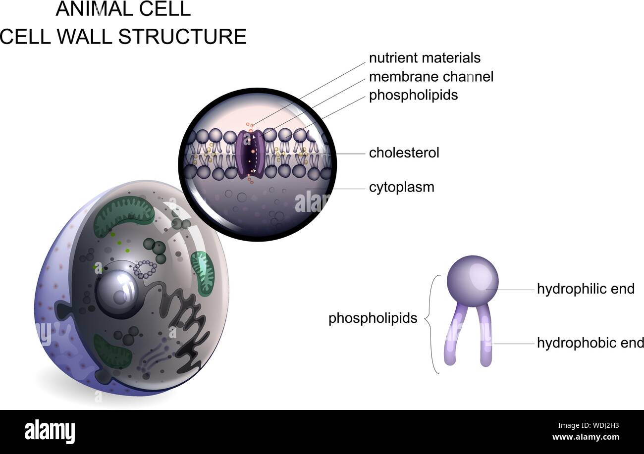 Ilustración vectorial de una célula animal la estructura de la pared celular. Ilustración del Vector