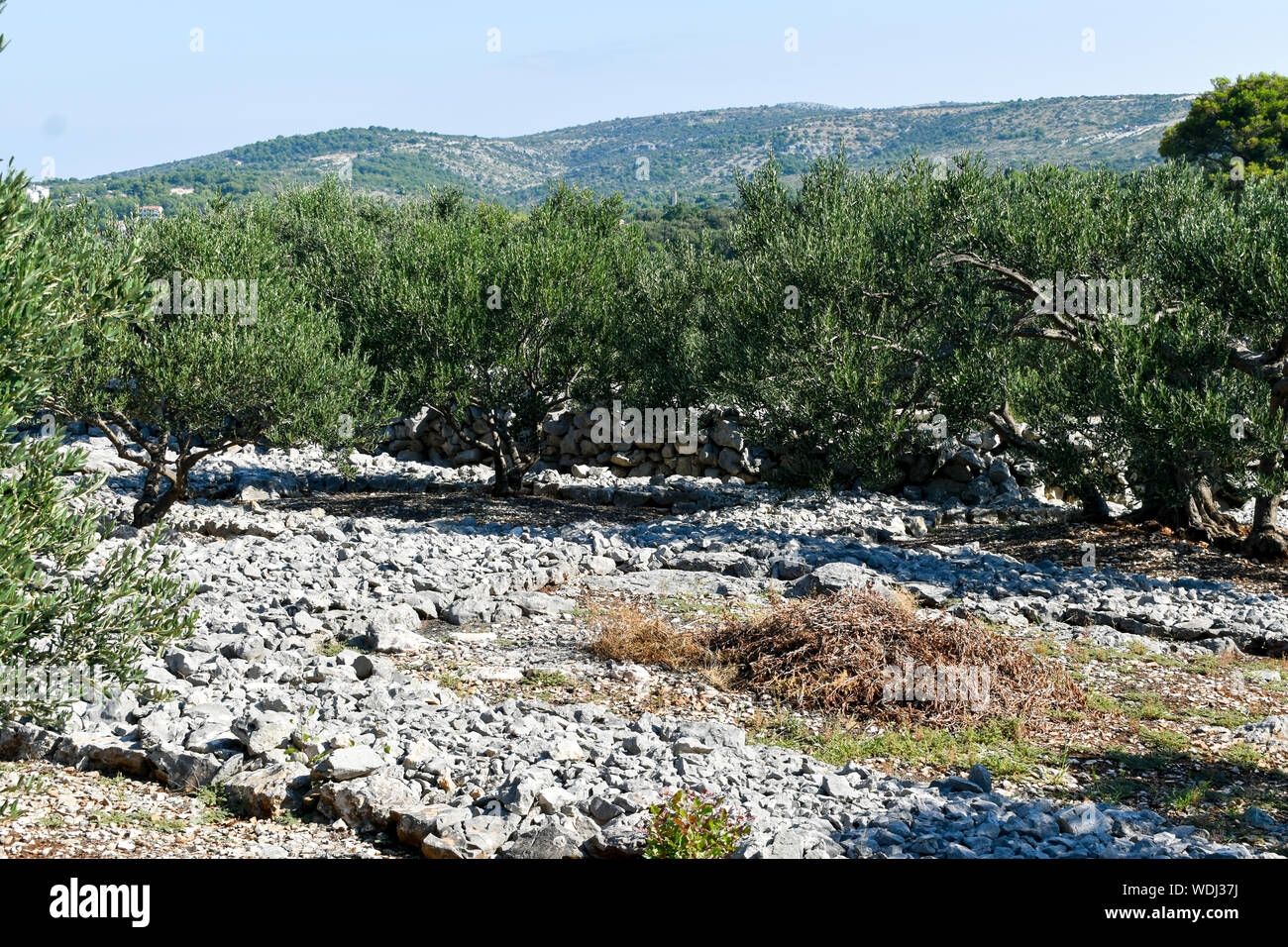 Los olivos crecen en campo con paredes de piedra. Foto de stock