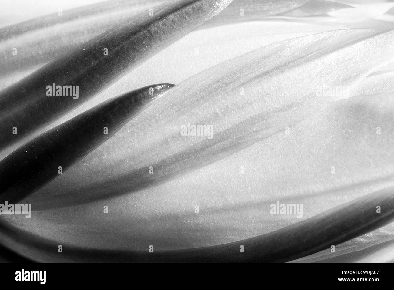 Detalle abstracta en blanco y negro de una noche blooming cactus flower. Curvas y líneas en la naturaleza macro. Foto de stock