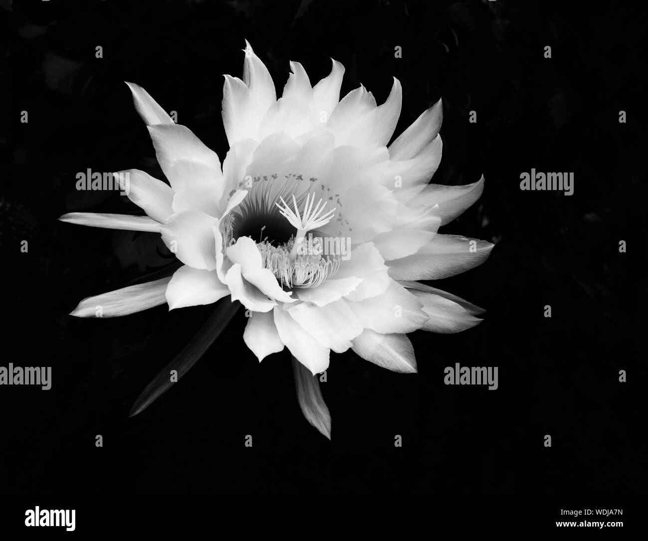 Increíble flor de noche blooming cereus cactus flower florece en imagen en blanco y negro. Foto de stock