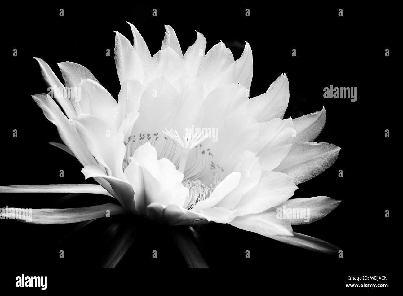 Flor blanca que florece glorioso contra el fondo negro. Noche blooming cactus flower en el contraste negro y blanco. Foto de stock