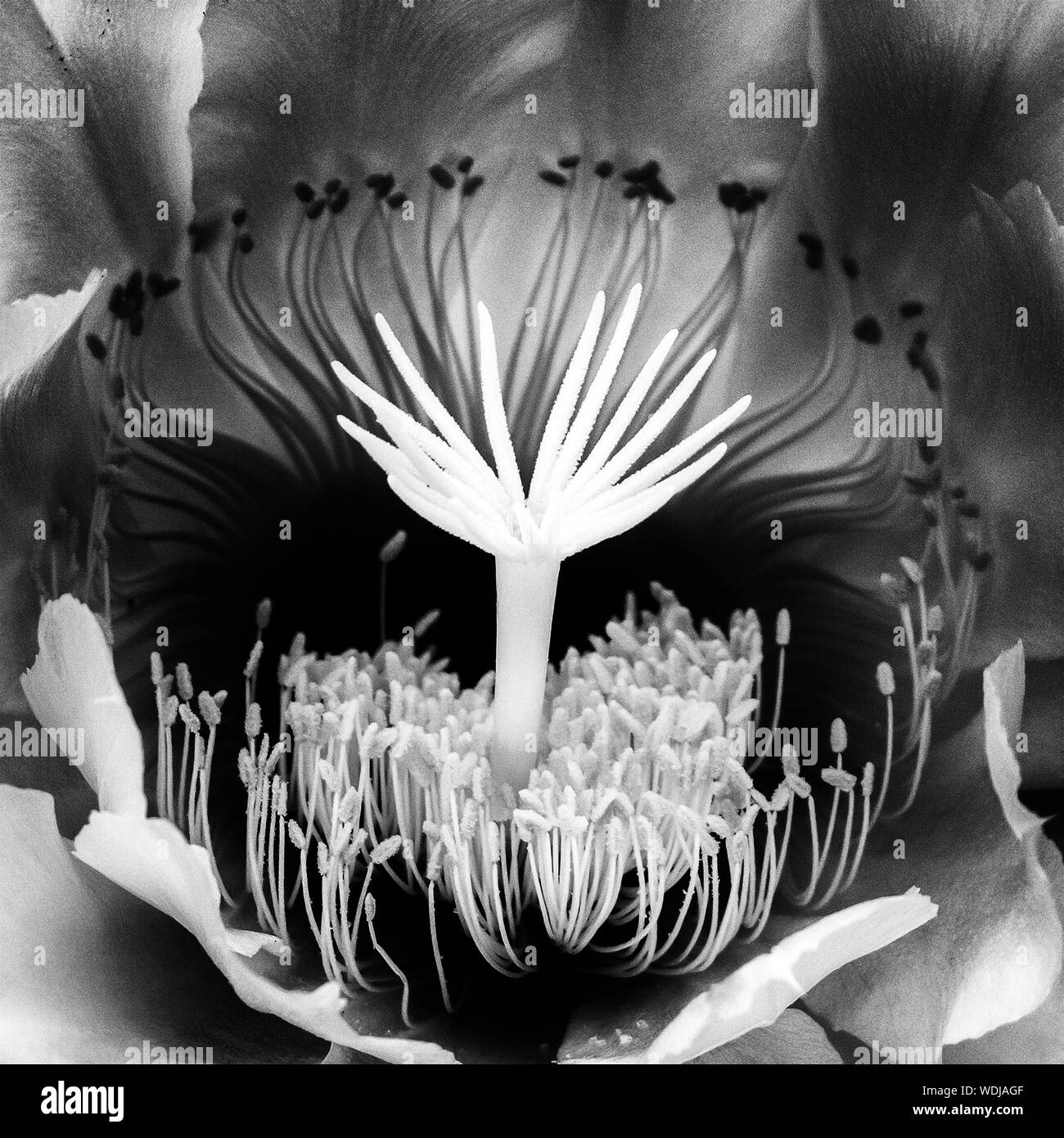 Detalle de macro centro blanco y negro de la noche florece cactus flower. Un rico diseño en la naturaleza de cerca. Foto de stock
