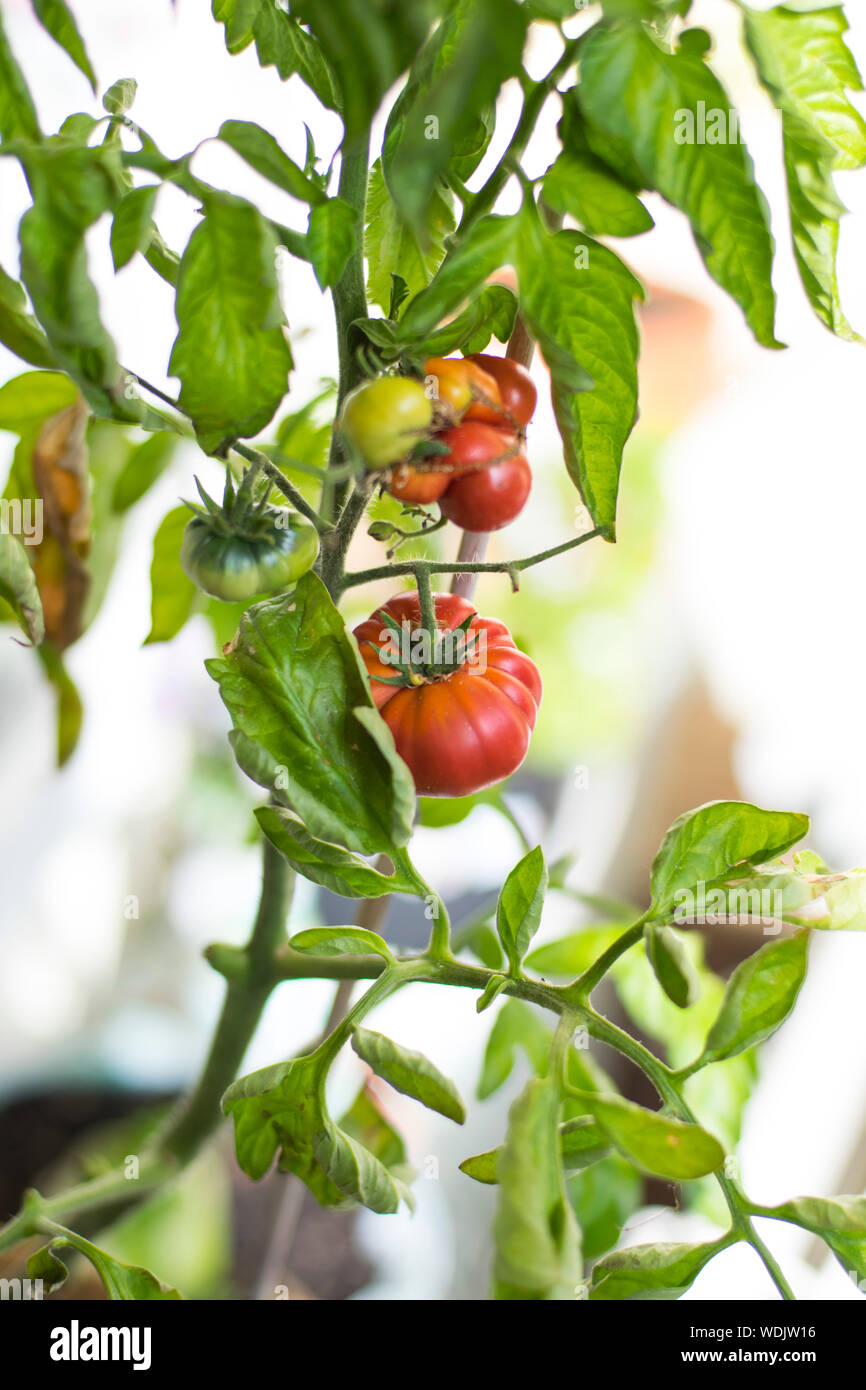 Close Up De Cultivo De Tomate De Arbol Foto Imagen De Stock
