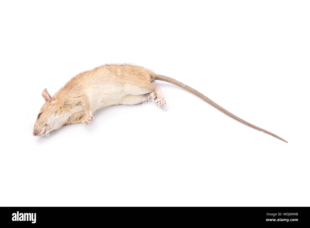 Rata muerta Imágenes recortadas de stock - Alamy