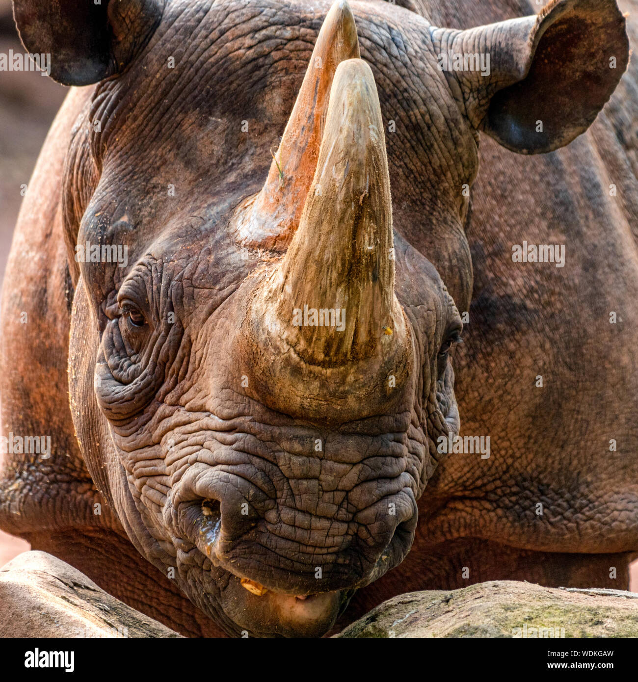 Hembra de rinoceronte negro Foto de stock