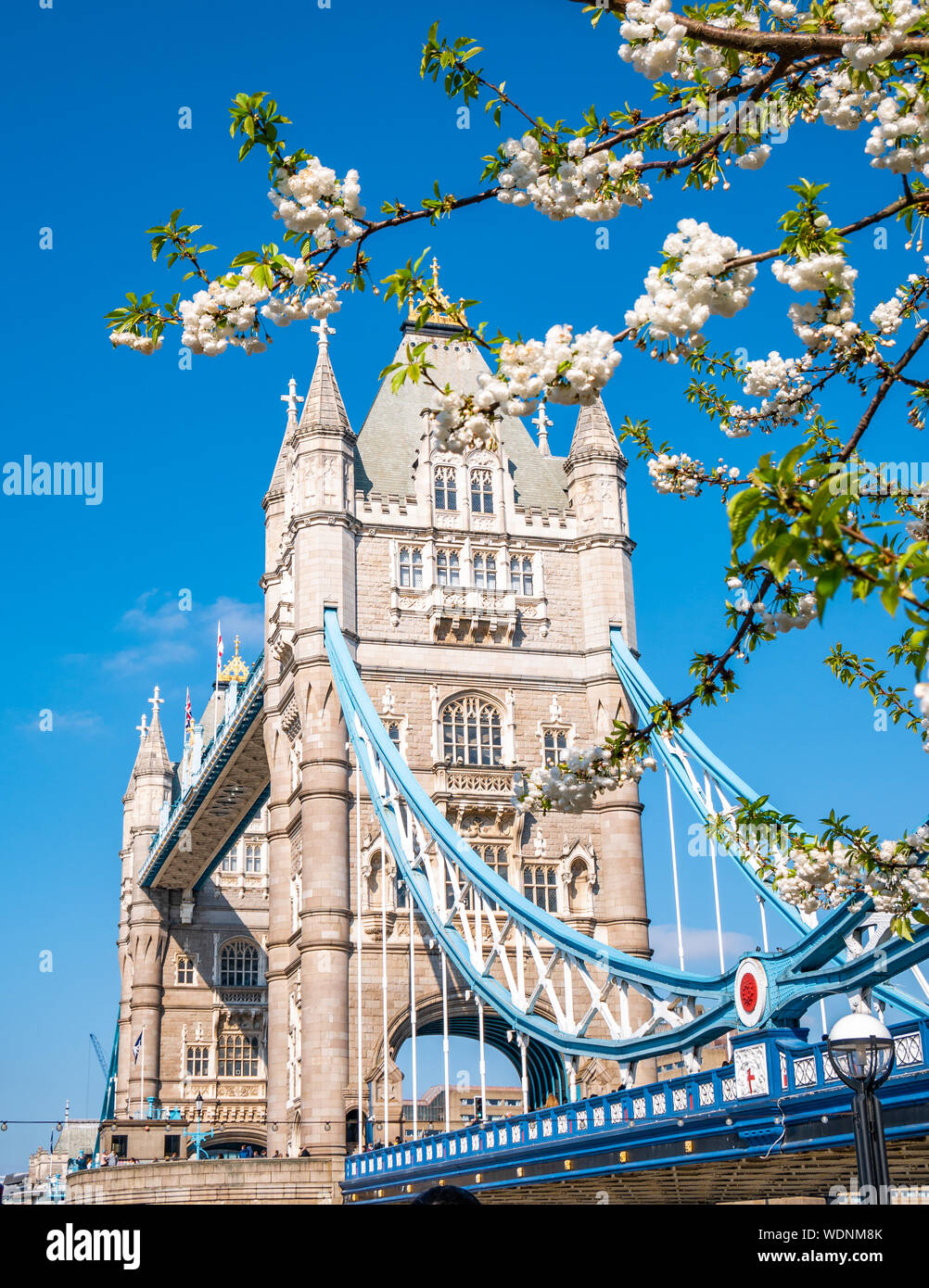 Famosos de Londres, Tower Bridge, en la temporada de primavera con blancas flores del manzano en composición - Inglaterra, Reino Unido Foto de stock