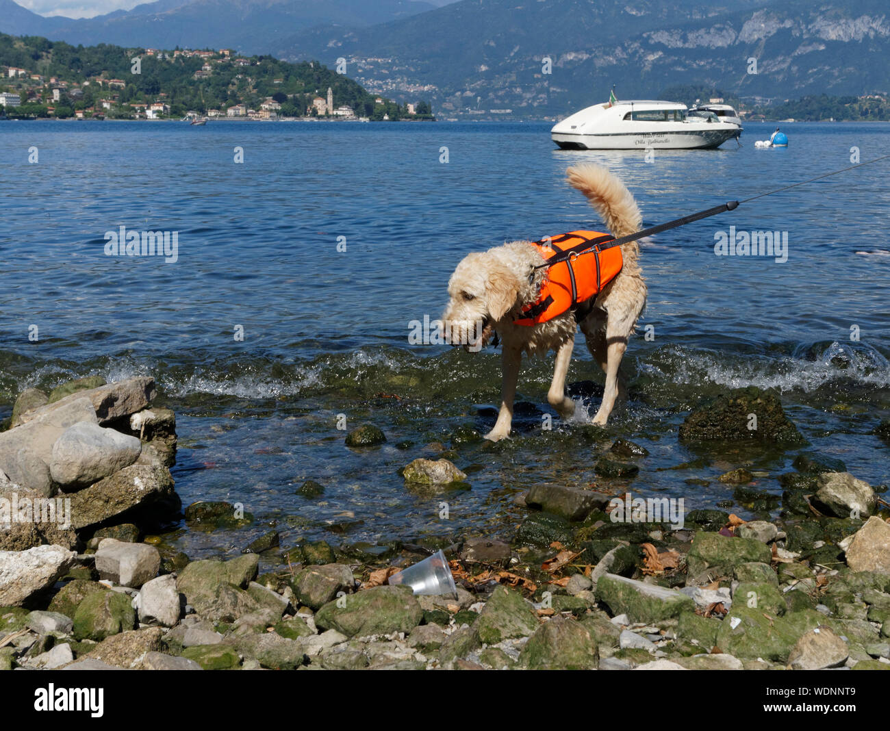 Perro con chaleco salvavidas fotografías e imágenes de alta resolución -  Alamy