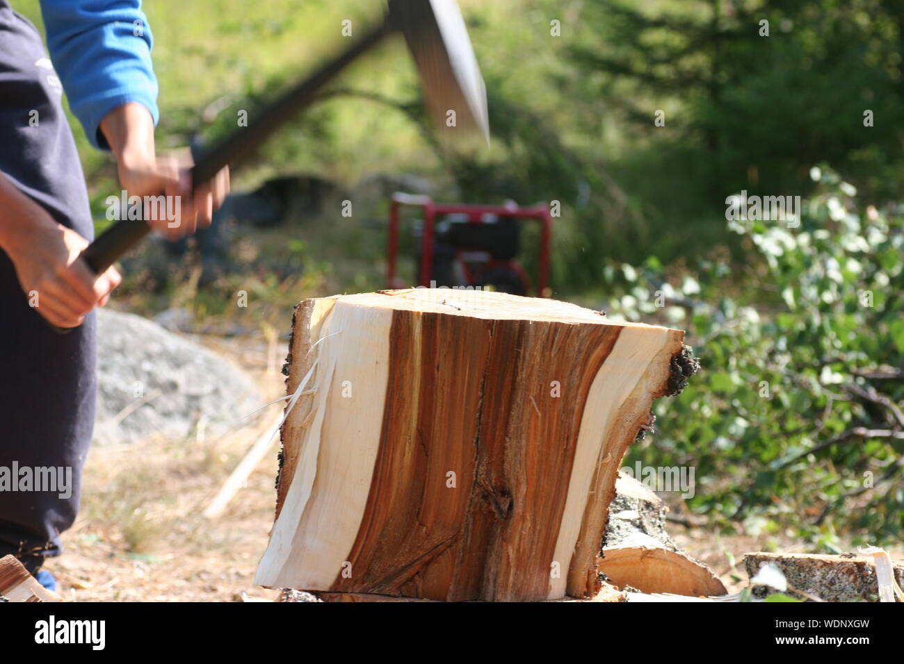 Hombre cortando madera en el bosque Foto de stock