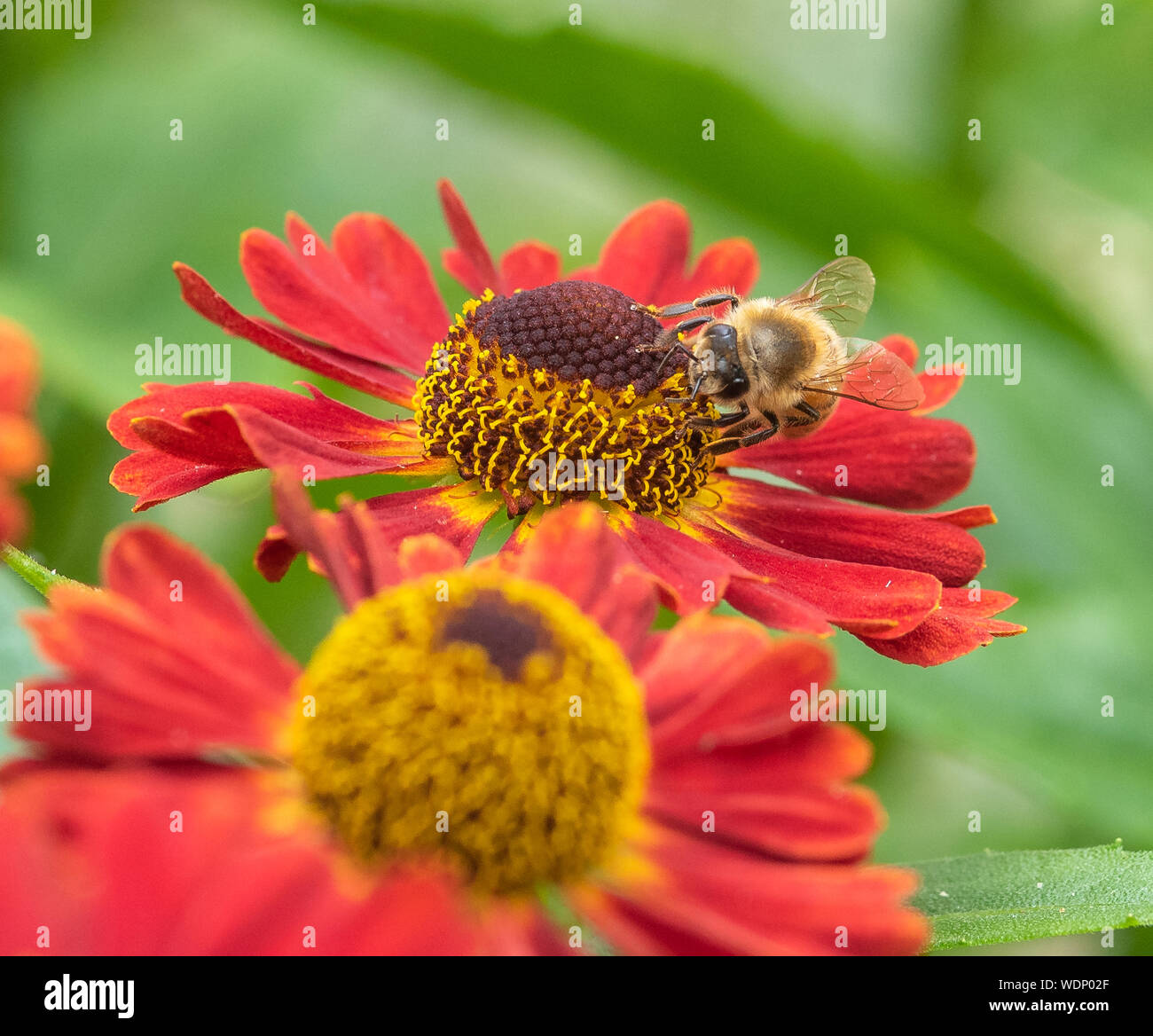 Fotografía macro cerca de una abeja recogiendo polen de una flor Helenium rojo Foto de stock