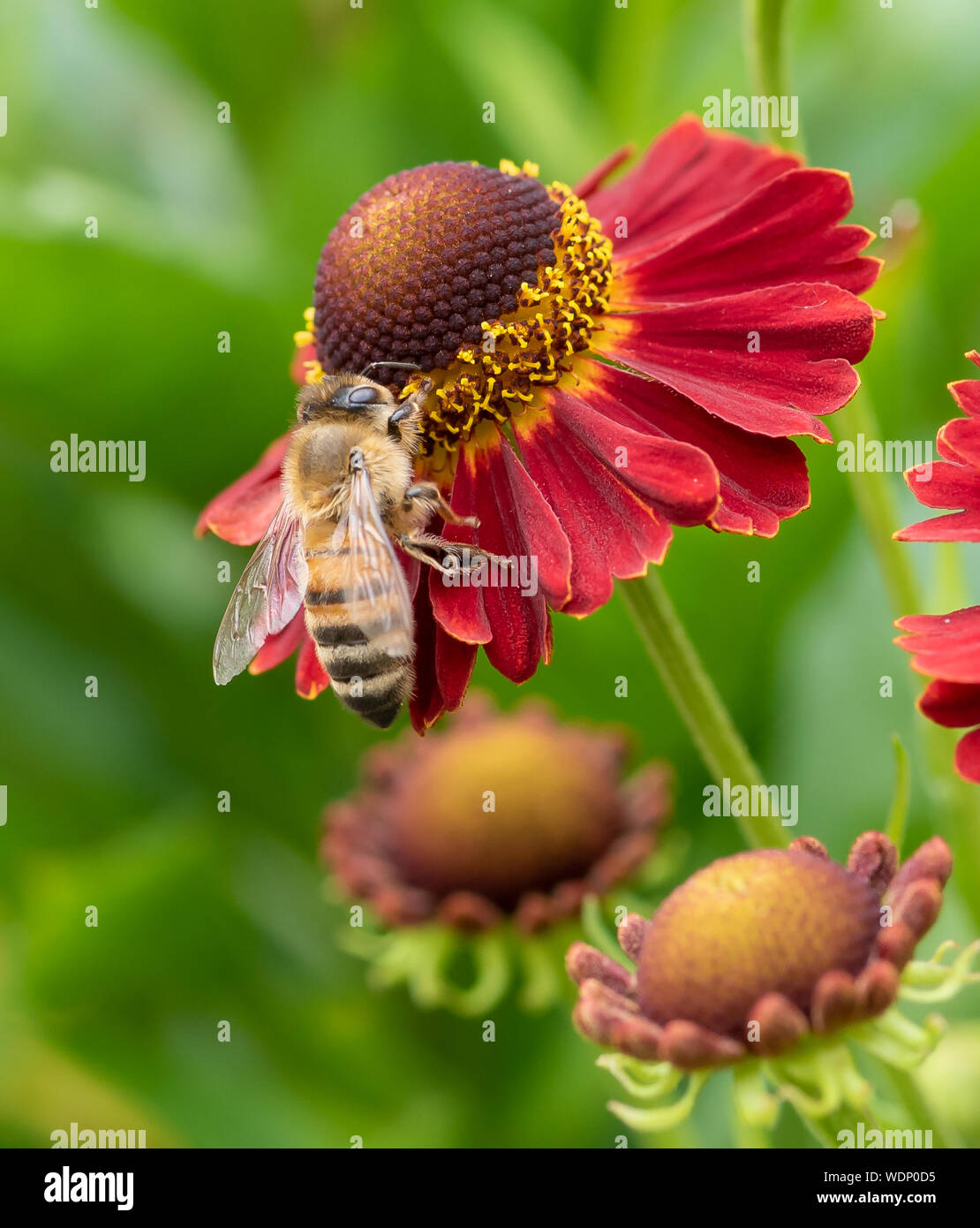 Fotografía macro cerca de una abeja recogiendo polen de una flor Helenium rojo Foto de stock