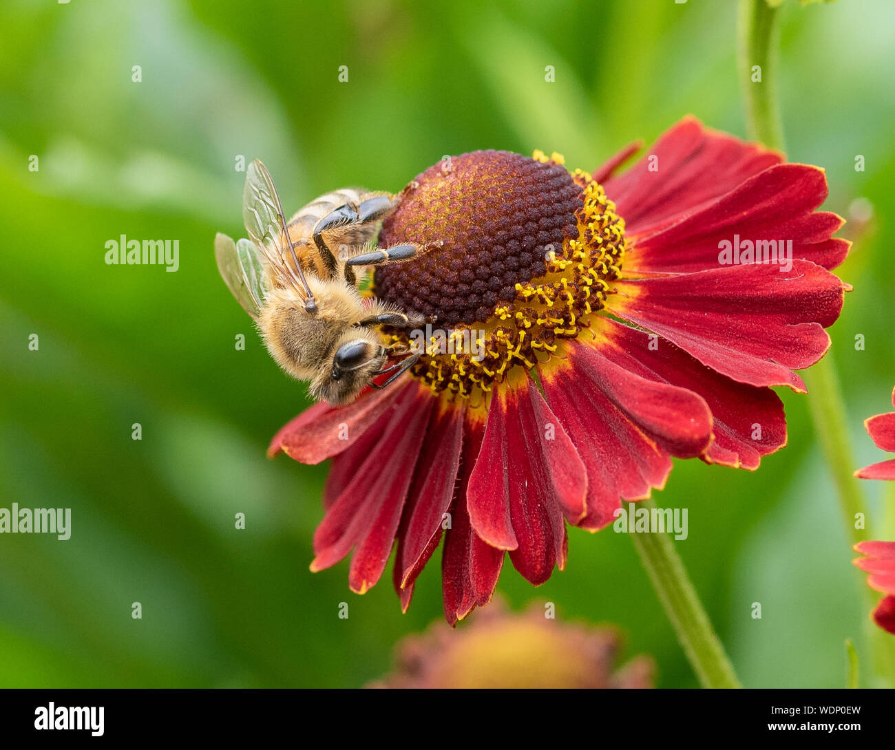 Fotografía macro cerca de una abeja recogiendo polen de una flor Helenium rojo Foto de stock