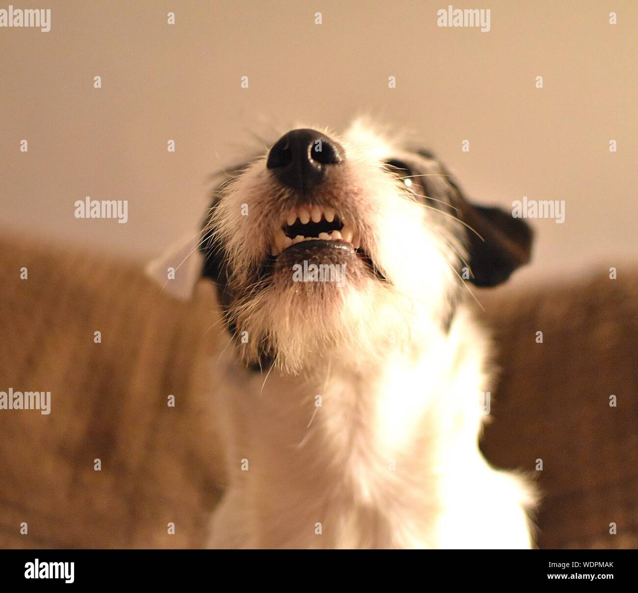 Close-up de enojado perro en casa Foto de stock