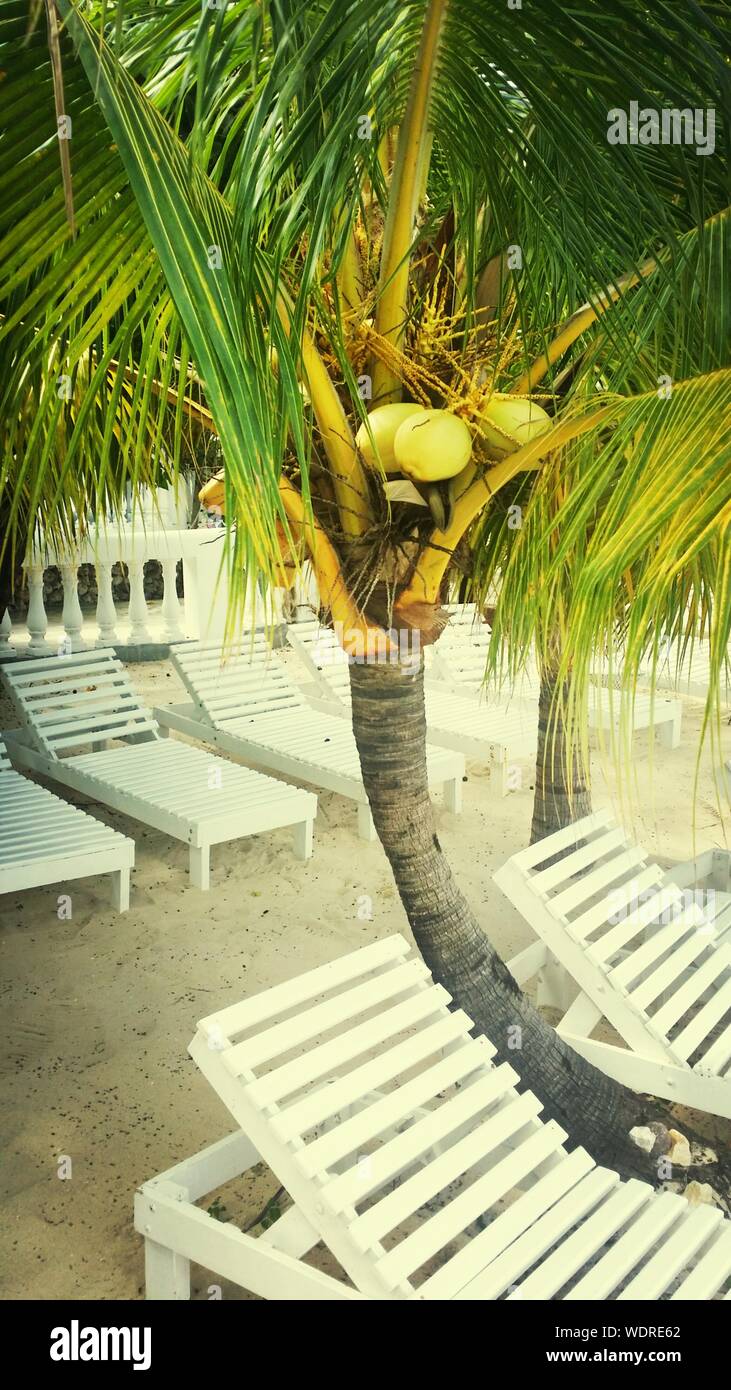 Cerca de palmeras con reposeras en la orilla Fotografía de stock - Alamy
