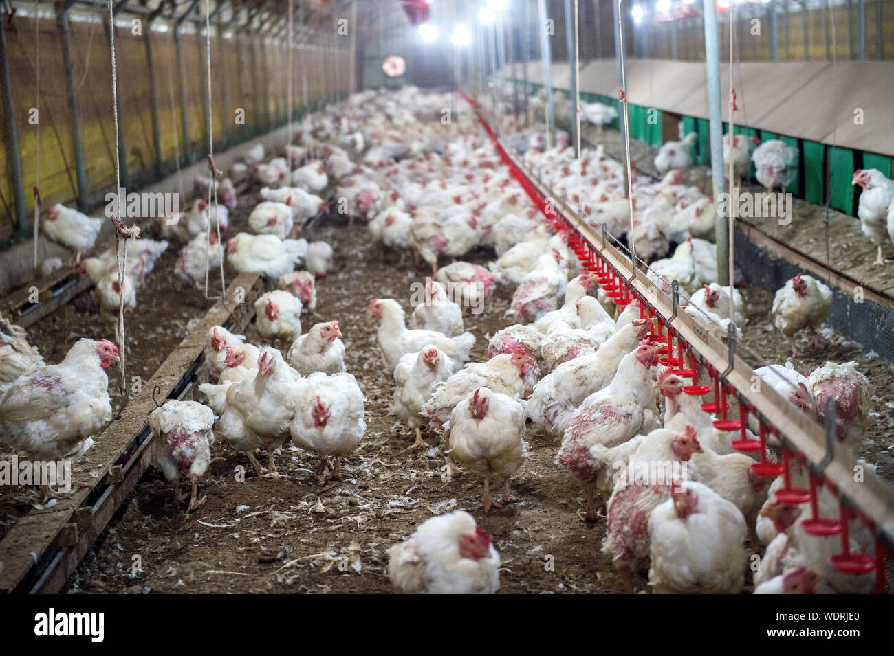 Los pollos en la granja avícola Foto de stock