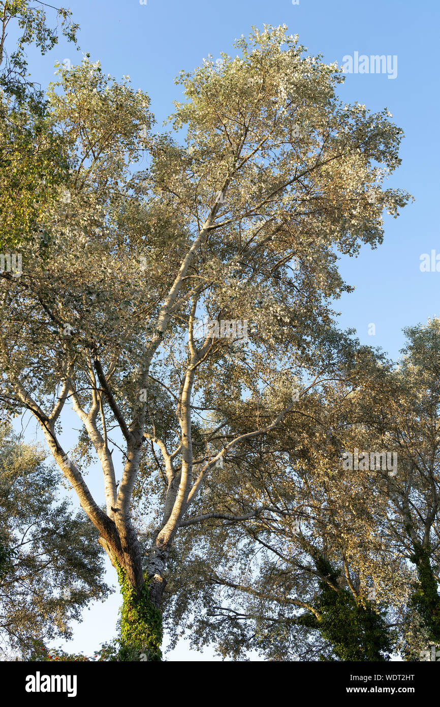 Betula pendula, comúnmente conocido como silver birch, verrugosa, abedul, abedul blanco Europeo o Asiático abedul blanco en el sol de la tarde, Inglaterra Foto de stock