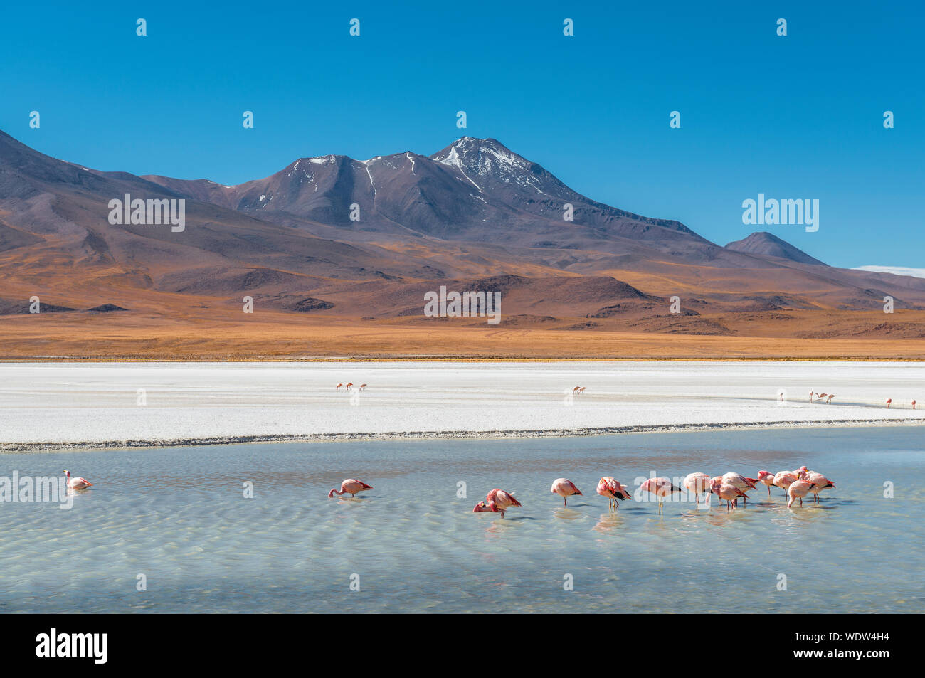 Unos pocos cientos de James y flamencos chilenos en la Laguna Canapa, Cordillera de Los Andes, cerca del Salar de Uyuni, Bolivia. Foto de stock