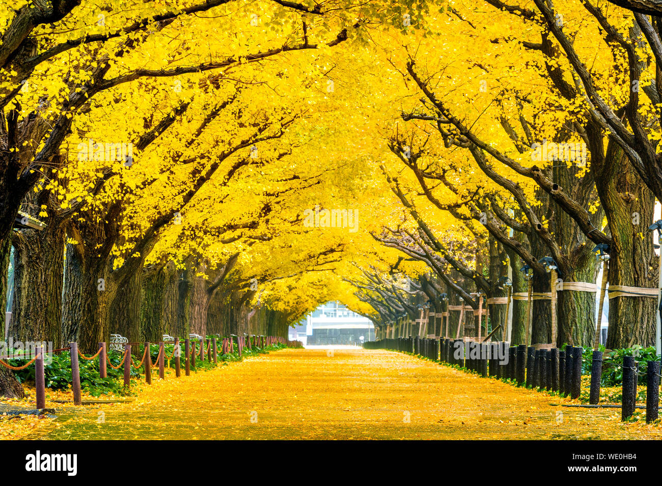 Amarillo de árboles en el parque durante el otoño Foto de stock