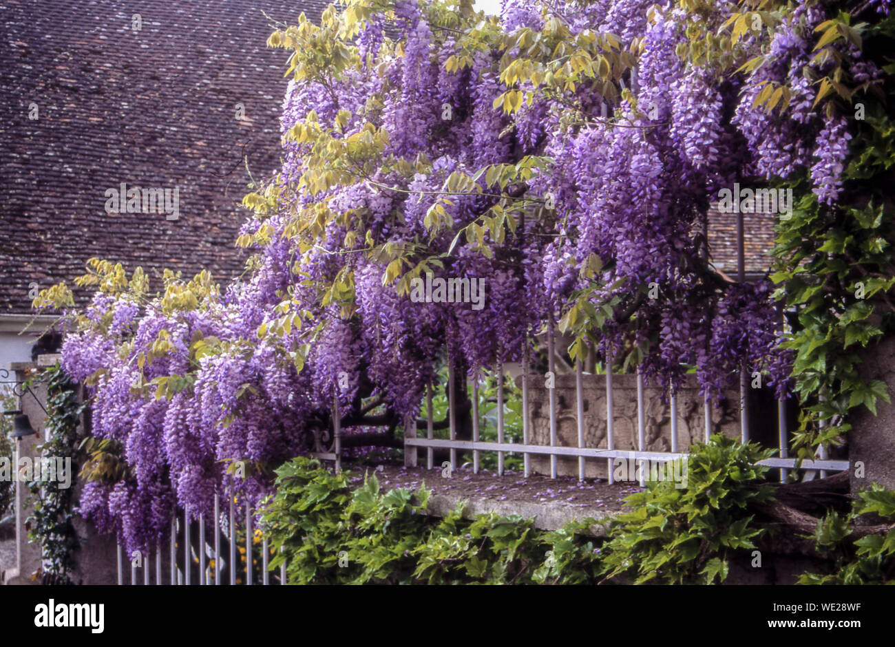 árbol flor morada fotografías e imágenes de alta resolución - Alamy