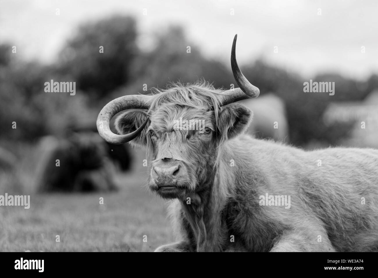 Highland ganado sentado en campo Foto de stock