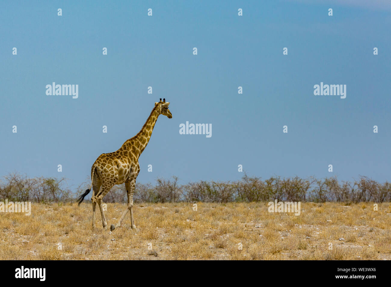 Una jirafa macho caminando naturales, sabanas con arbustos, cielo azul Foto de stock