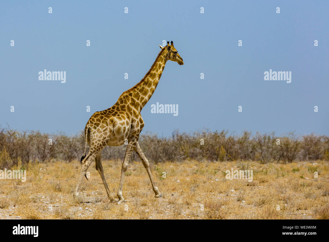 Una jirafa macho natural en la sabana de arbustos, cielo azul Foto de stock