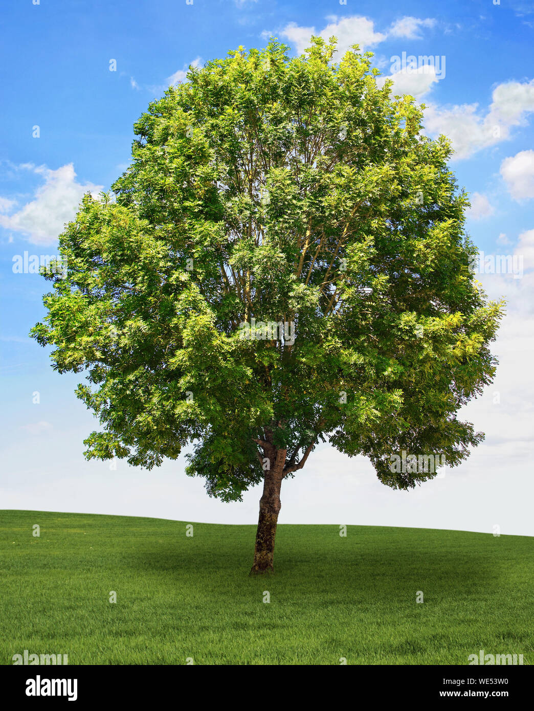 Árbol de ceniza sobre un césped sobre un fondo de cielo azul. Foto de stock