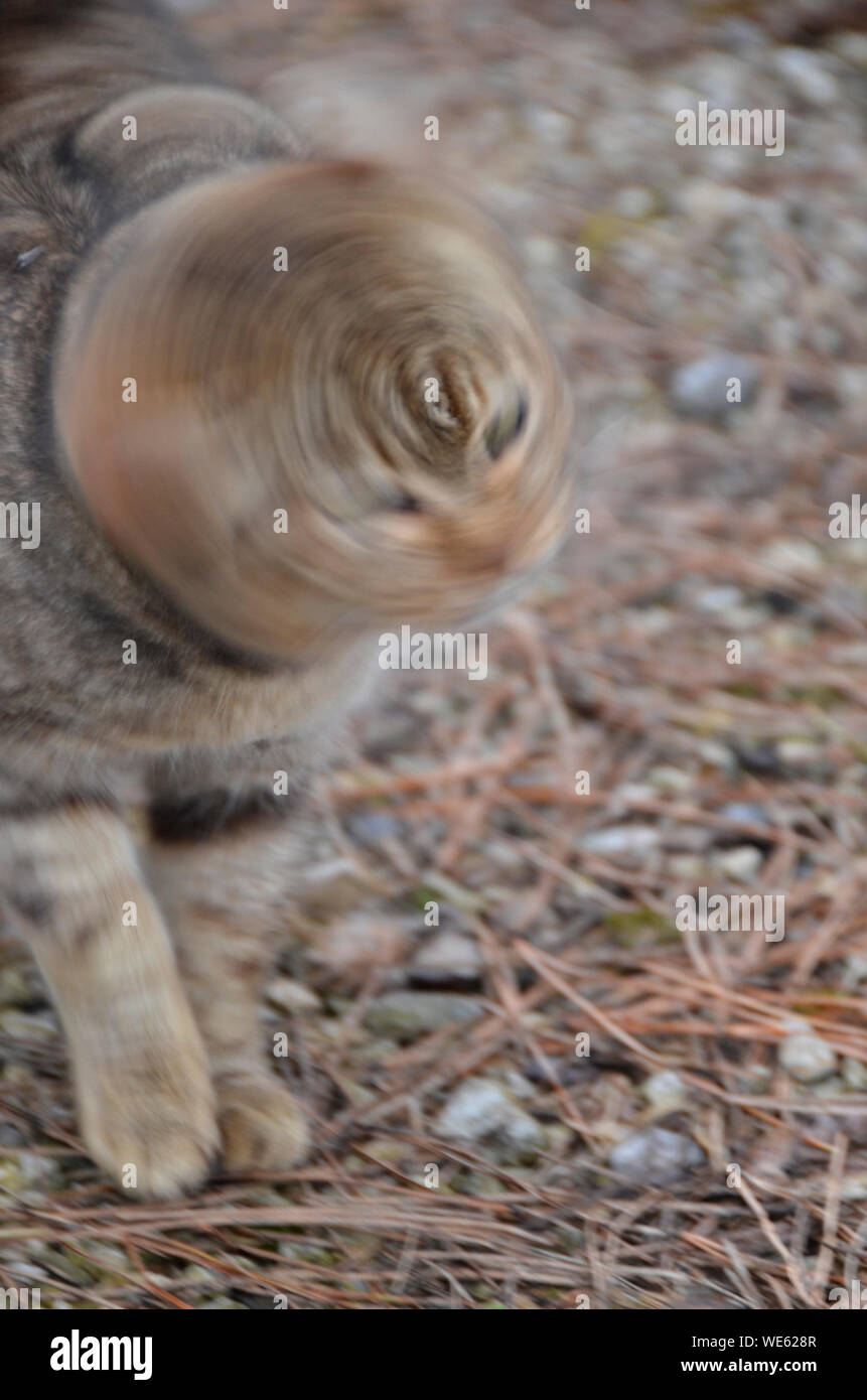 Close-up de Gato moviendo la cabeza Fotografía de stock - Alamy