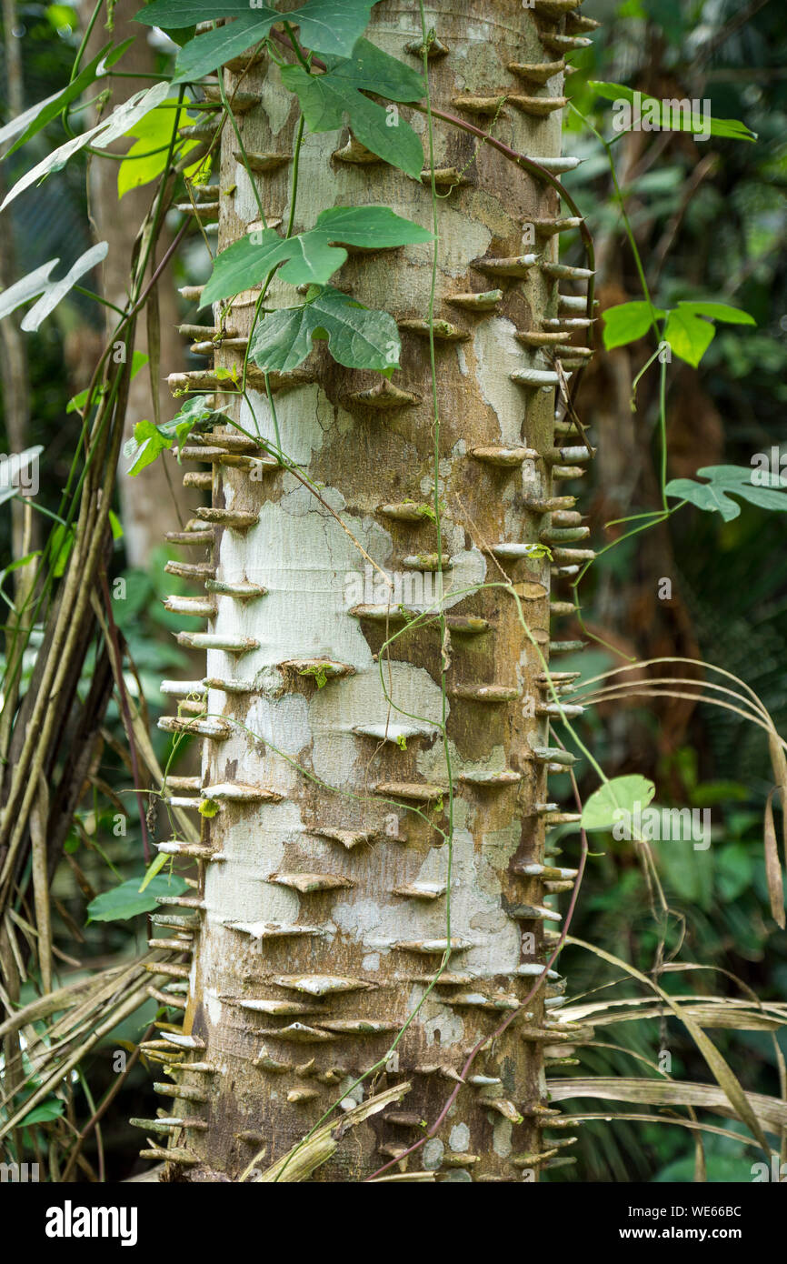 Cerca del tronco del árbol, con patrón en Belice rainforest Foto de stock