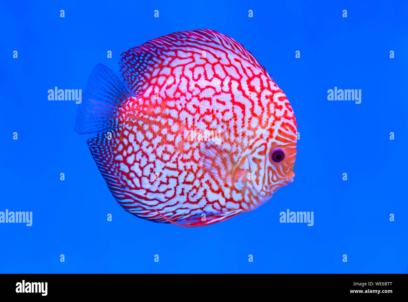 Discus peces coloridos peces nadando en el tanque. Esta es una especie de peces ornamentales para decorar la escena en la casa Foto de stock