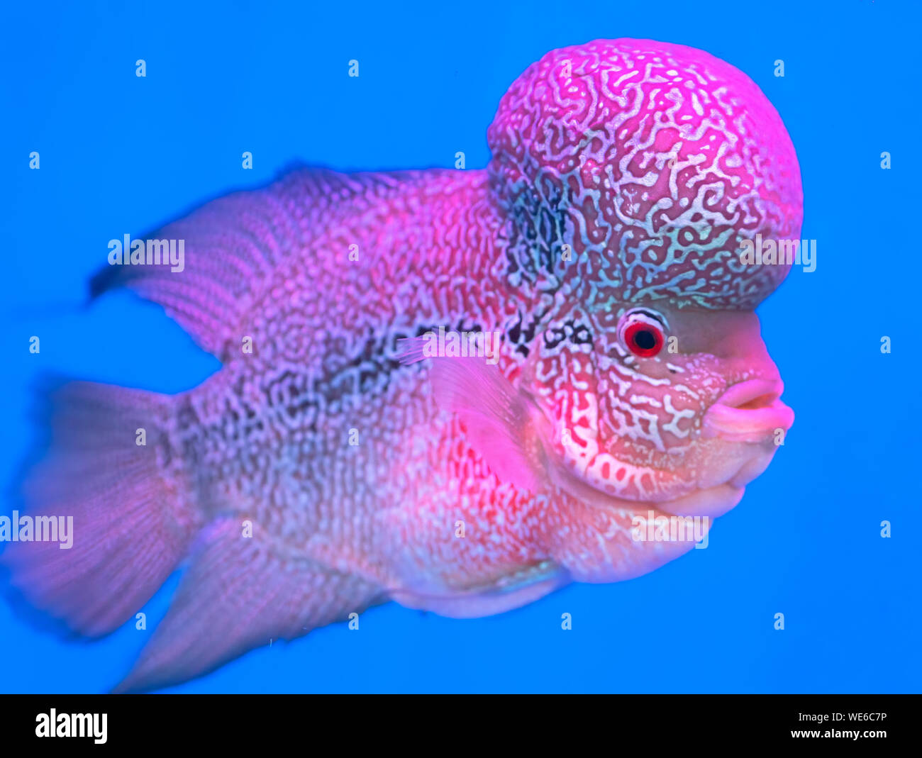 Cíclidos Flowerhorn coloridos peces nadando en la pecera. Este es un pez ornamental que simboliza la suerte de feng shui en el hogar Foto de stock