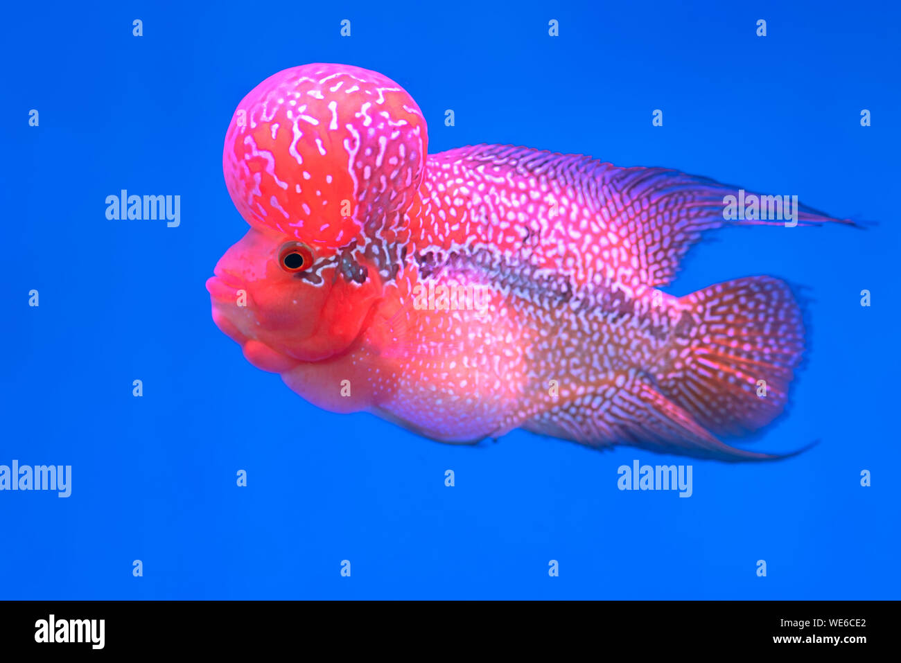 Cíclidos Flowerhorn coloridos peces nadando en la pecera. Este es un pez  ornamental que simboliza la suerte de feng shui en el hogar Fotografía de  stock - Alamy
