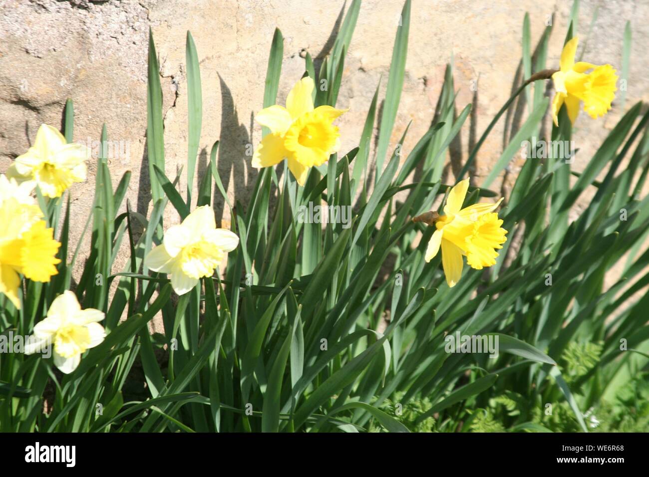 Narciso flores por Wall Foto de stock