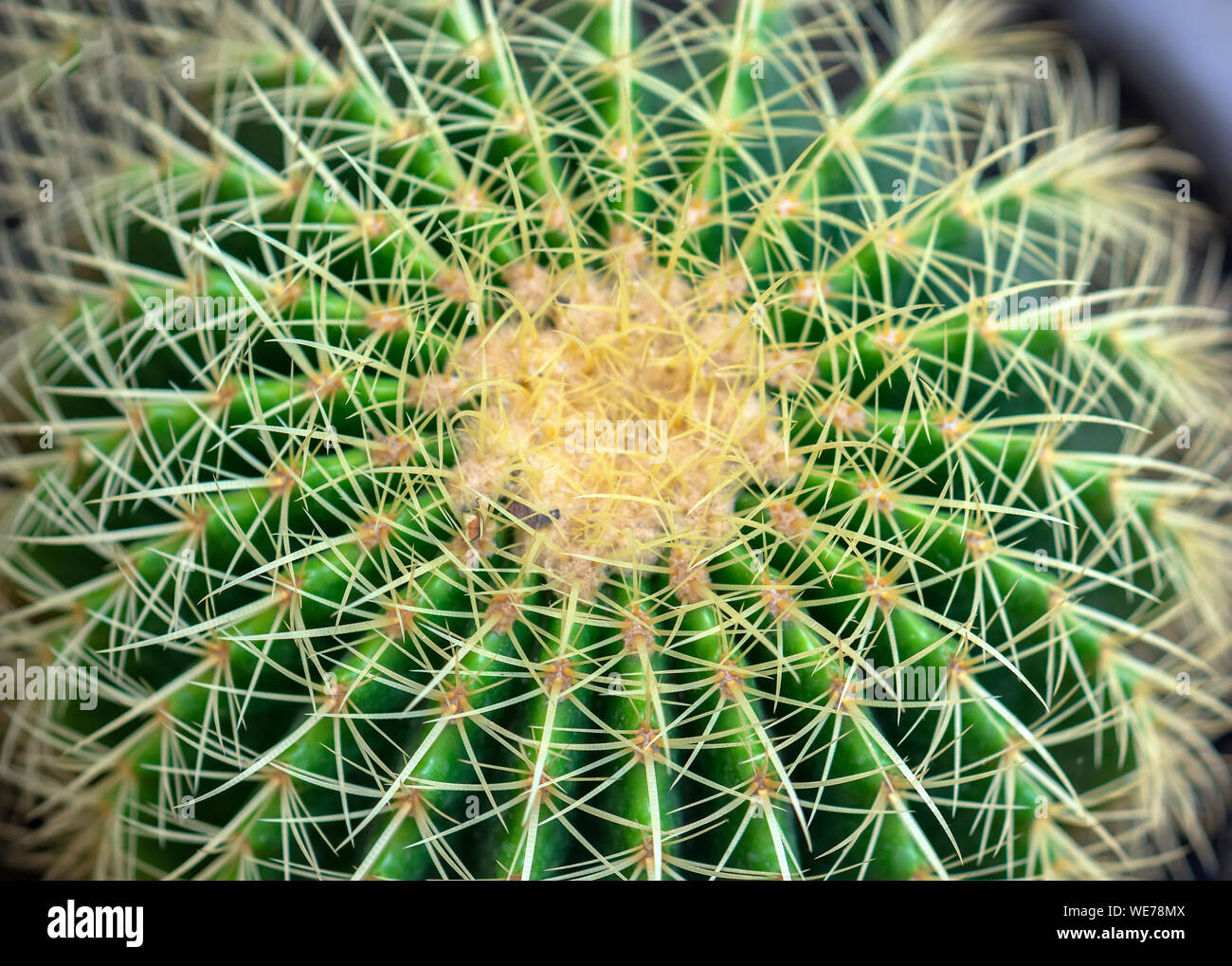 Especies de cactus con diferentes especies florecen, esta es una especie de plantas que viven en climas cálidos, la sequía simboliza la resistencia resistencia de derechos Foto de stock