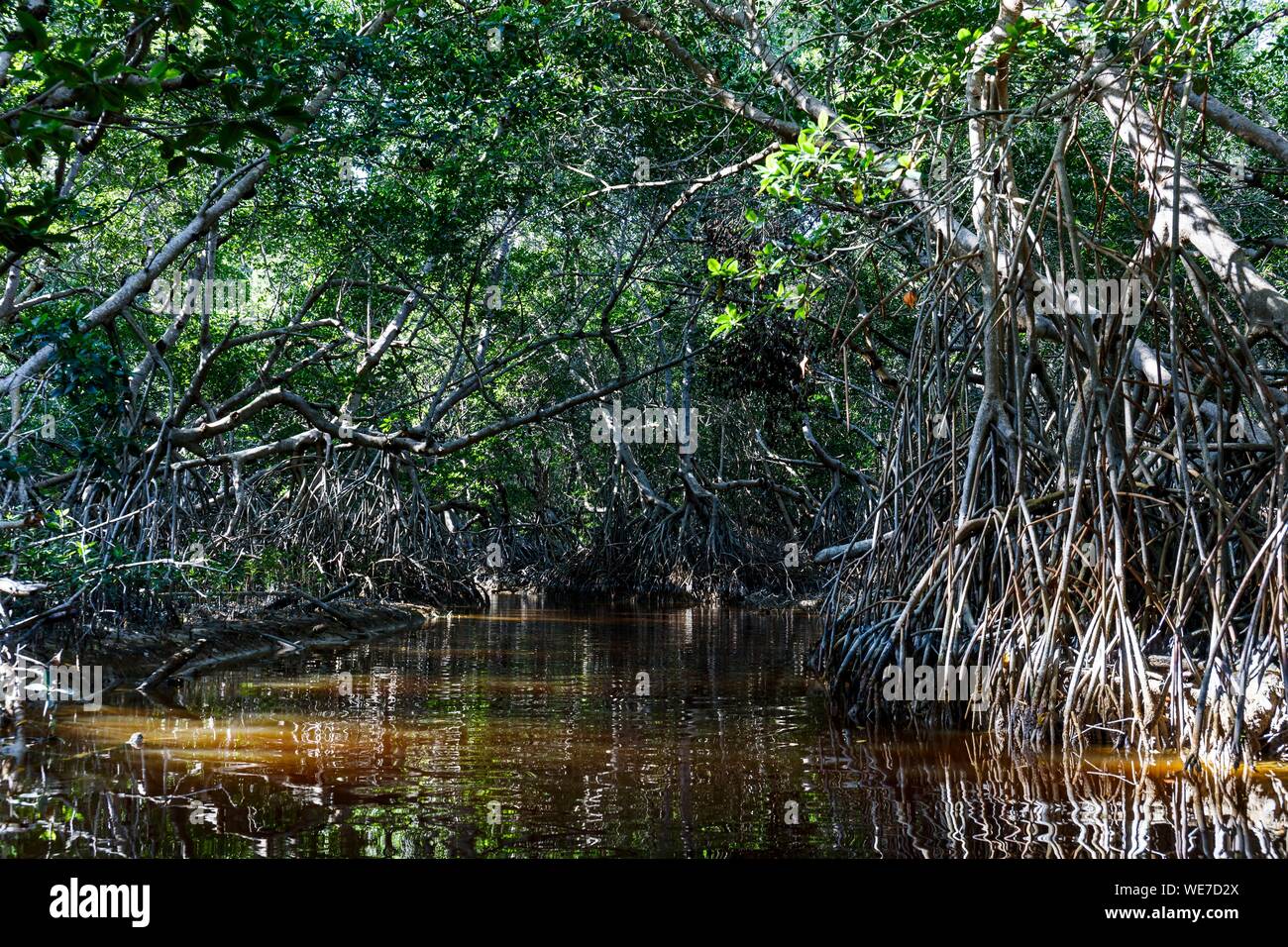 México, Estado de Yucatán, Celestún, paletuvier raíces en el manglar Foto de stock
