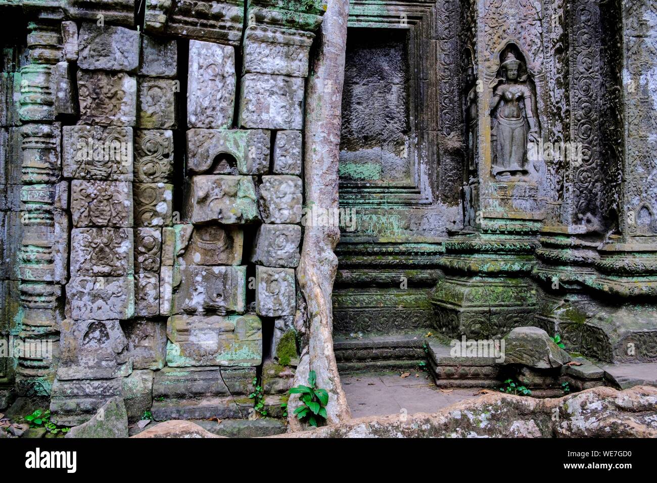 Camboya, Angkor en la Lista del Patrimonio Mundial de la UNESCO, Ta Prohm templo, construido en el siglo 12 por el rey Jayavarman VII, o Apsara Devadata estatua Foto de stock