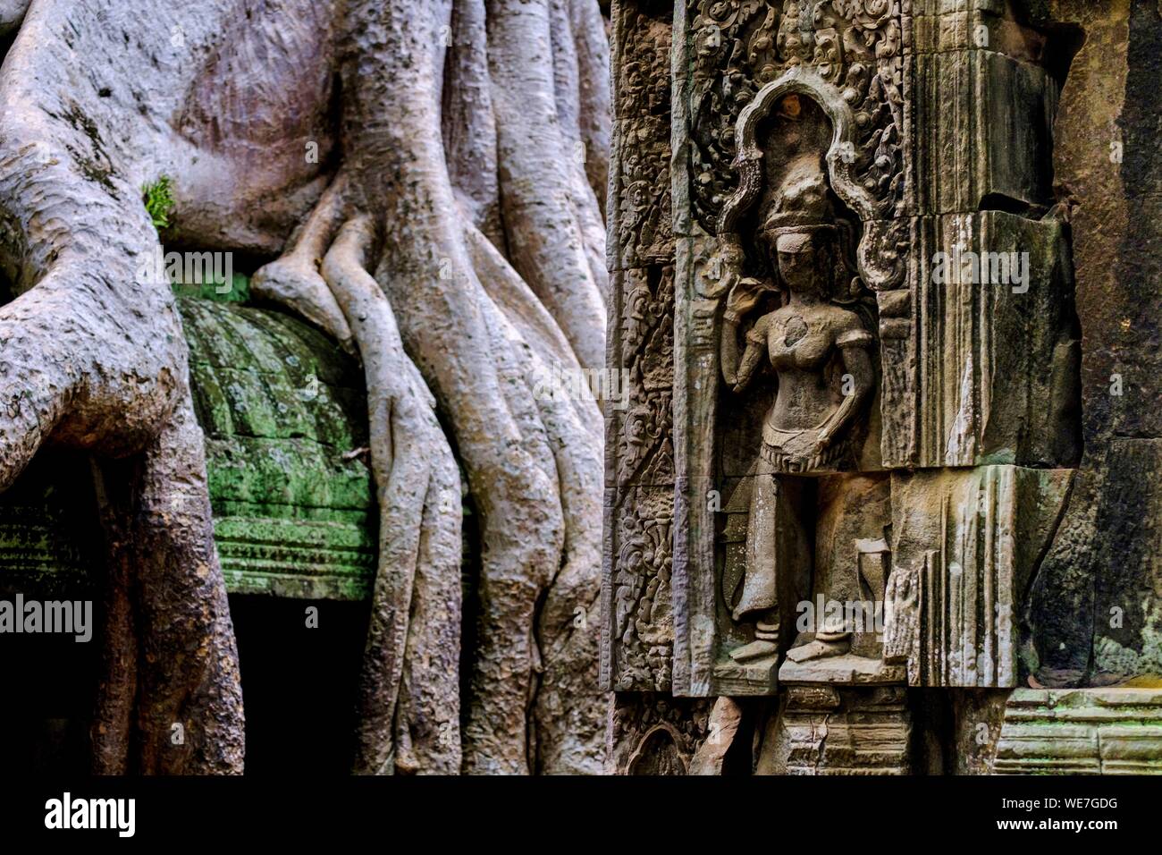 Camboya, Angkor en la Lista del Patrimonio Mundial de la UNESCO, Ta Prohm templo, construido en el siglo 12 por el rey Jayavarman VII, o Apsara Devadata estatua Foto de stock