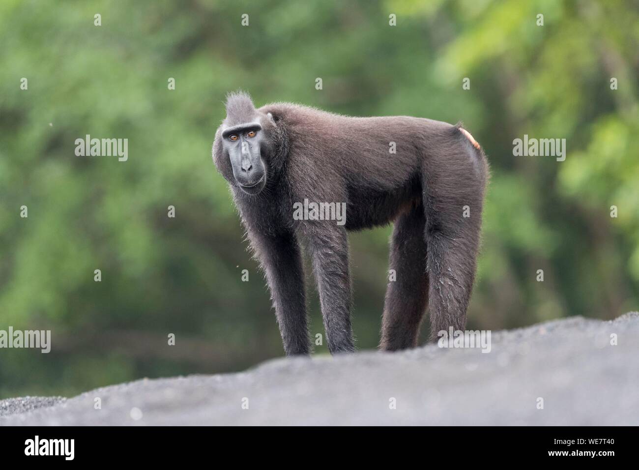 Indonesia, Célebes, Sulawesi, Parque Nacional Tangkoko, macaco crestado de Célebes o Sulawesi, macaco negro crestado crestados, macaco o el negro ape (Macaca nigra) Foto de stock