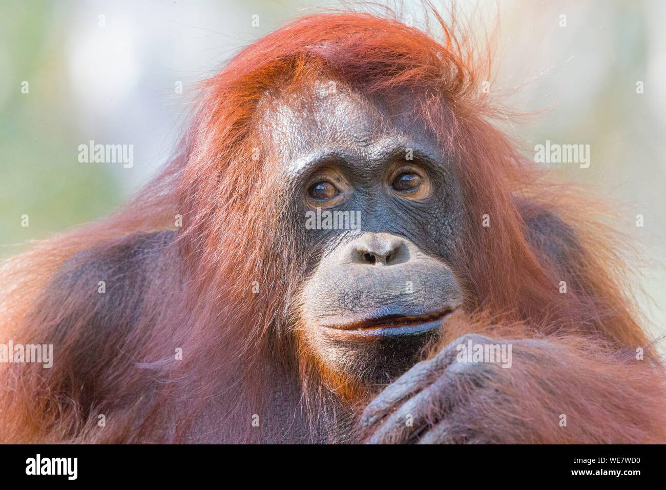 Indonesia, Borneo, el parque nacional Tanjung Puting, Bornean orangután (Pongo pygmaeus pygmaeus), adulto hembra sola Foto de stock