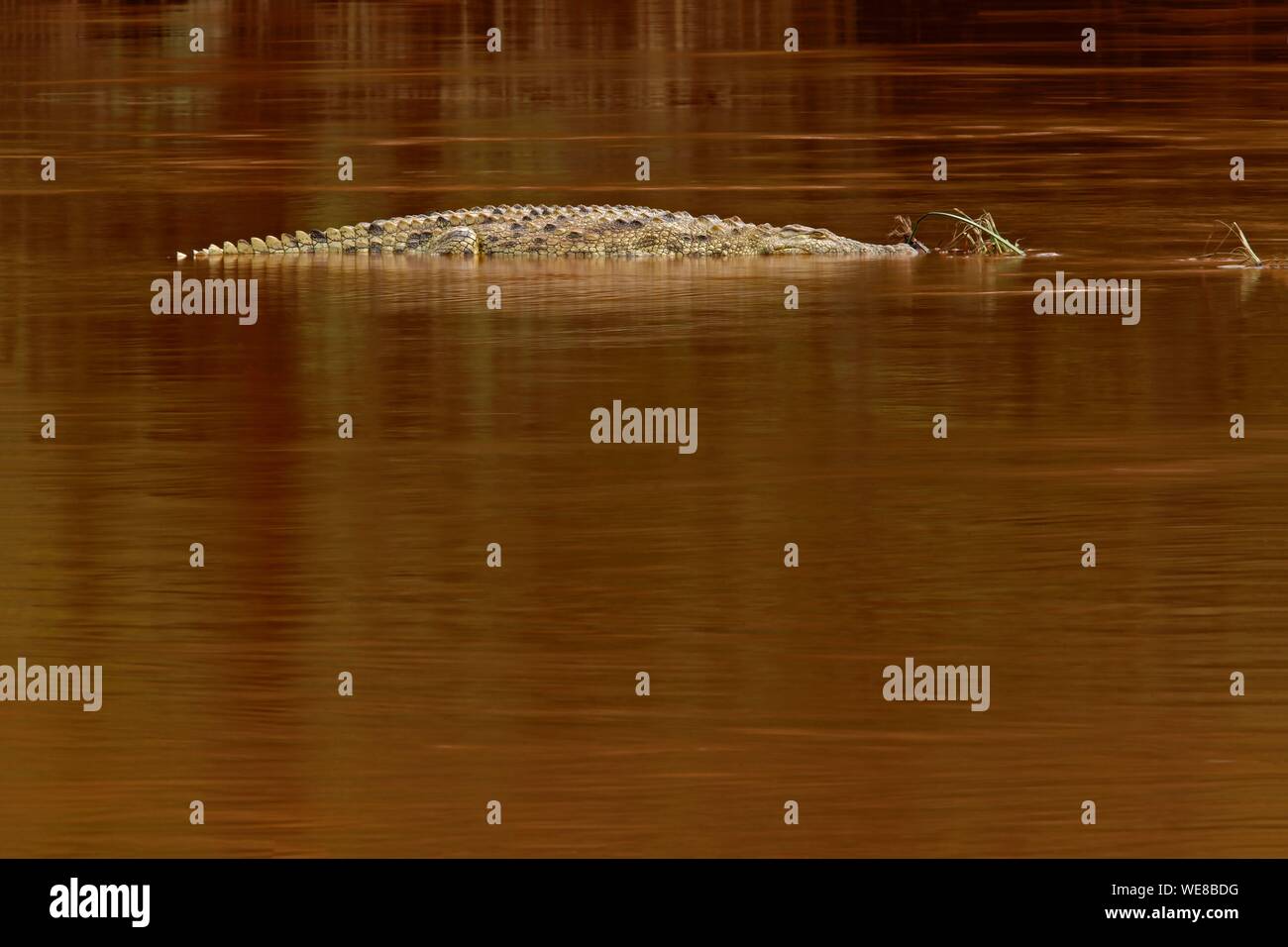 Burundi, el Parque Nacional de Ruvubu, el cocodrilo del Nilo (Crocodylus niloticus), Foto de stock
