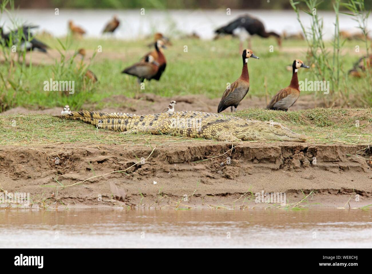 Burundi, el Parque Nacional de Rusizi, el cocodrilo del Nilo (Crocodylus niloticus), el pato de silbido de cara blanca (Dendrocygna viduata) Foto de stock